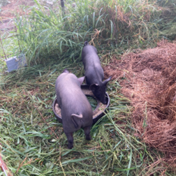 Pasture Raised Pork Pack (Whole) – Deposit