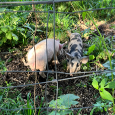 Pasture Raised Pork Pack (Side) – Deposit